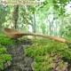 Medium pot spoon alder wood