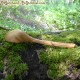 Medium pot spoon alder wood