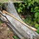 Large pot spoon birch wood