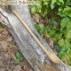 Large pot spoon birch wood