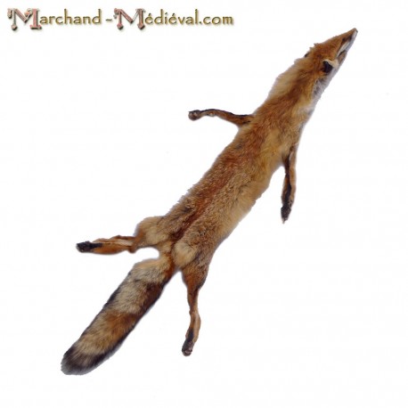 Red Fox Skin 